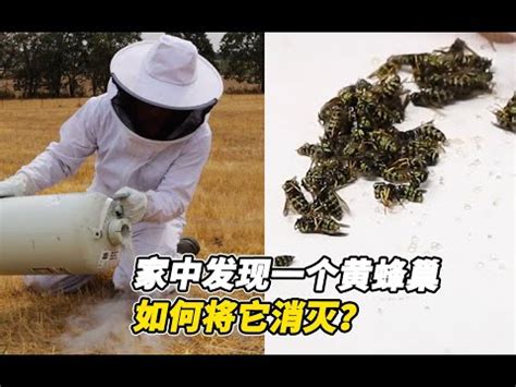 蜂來築巢|2024蜂巢處理最新指南